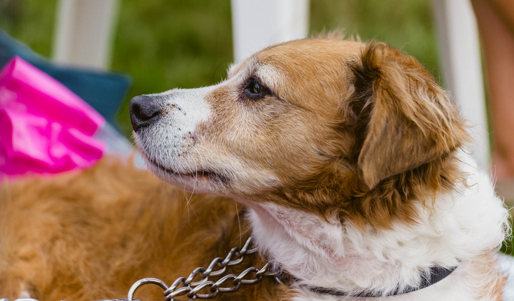 The Aldbourne Doggy Day August 2015
